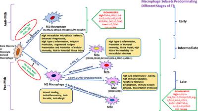 Macrophage: A Cell With Many Faces and Functions in Tuberculosis
